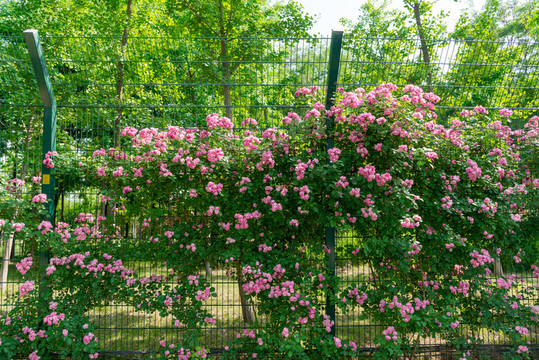 薔薇花