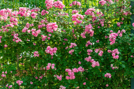 薔薇花