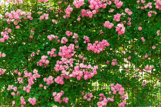 薔薇花