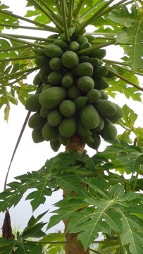 木瓜