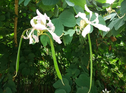野花