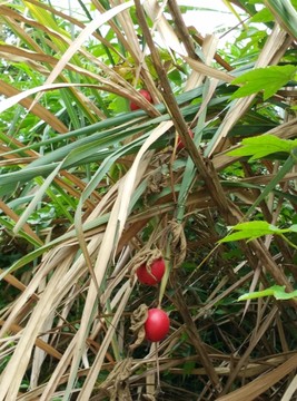 野果