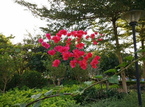 獨(dú)特三角梅