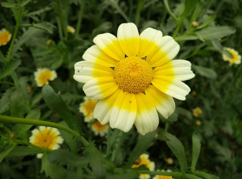菜花