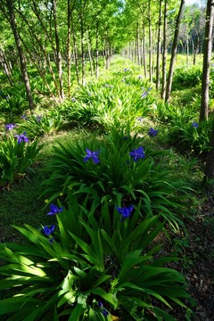 蘭花 樹木