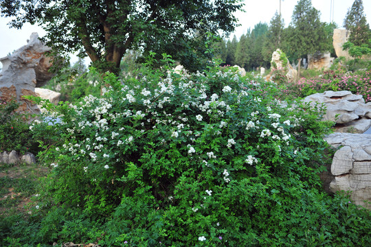 薔薇花 綠化苗木 公園風(fēng)景
