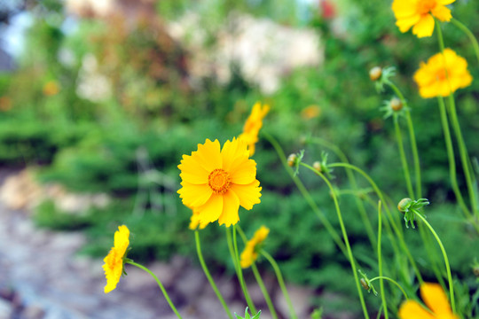 小花  黃色花
