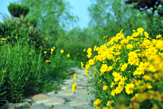 公園花草 花海
