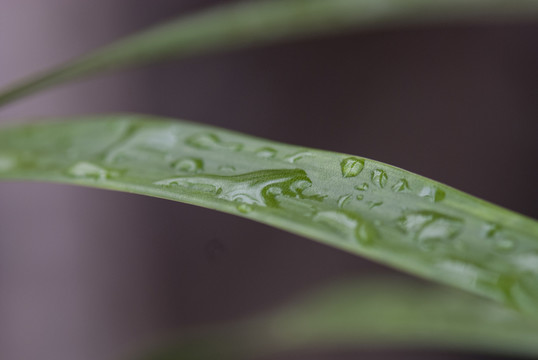 葉片上的露珠