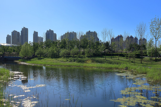 哈爾濱群力丁香公園