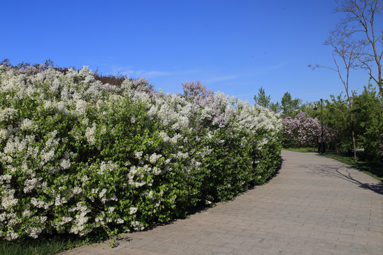 哈爾濱群力丁香公園