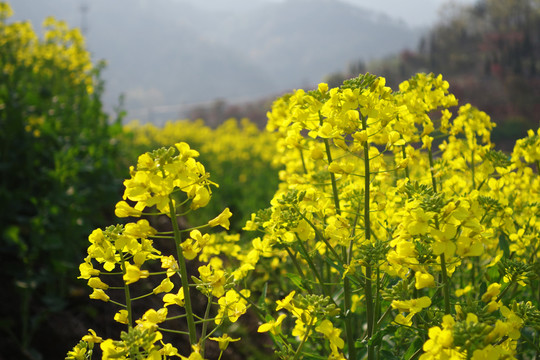 油菜花