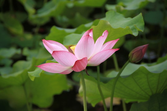 荷花