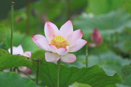 荷花