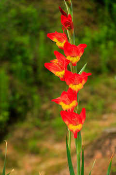 標(biāo)竿花