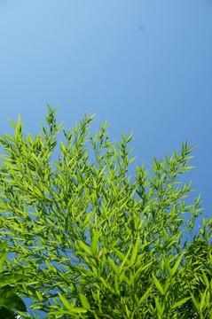 竹