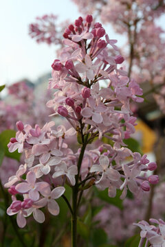 丁香花 春天 花 丁香 花卉