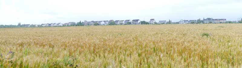 麥田全景圖