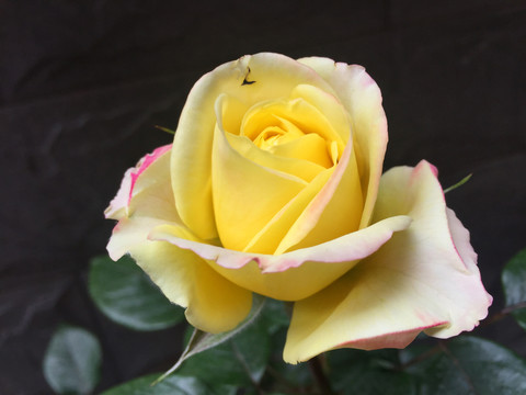 月季花