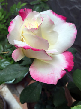 月季花