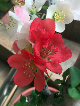 海棠花