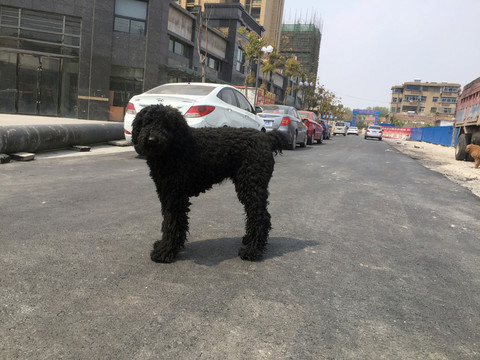 巨貴犬