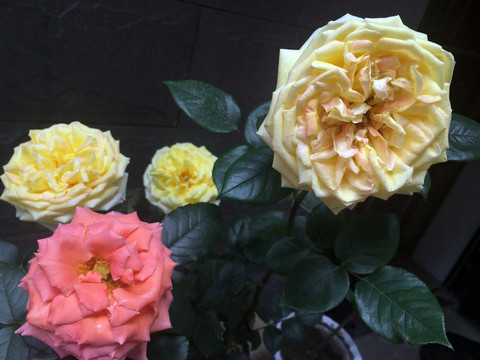 月季花