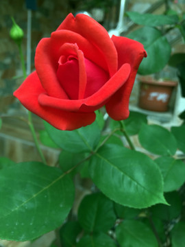 月季花