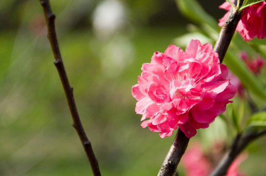 碧桃桃花