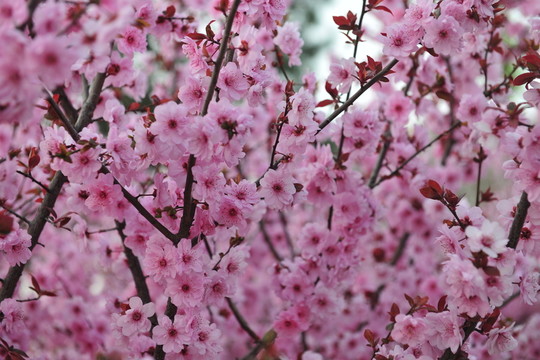 櫻花