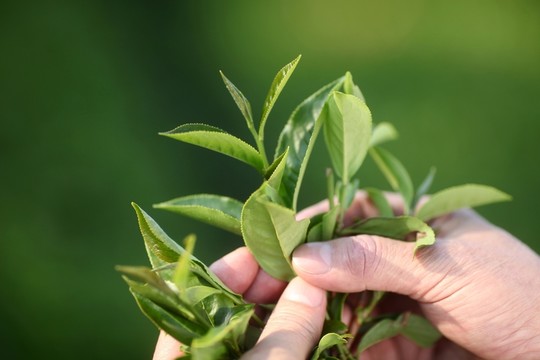 茶葉 茶山