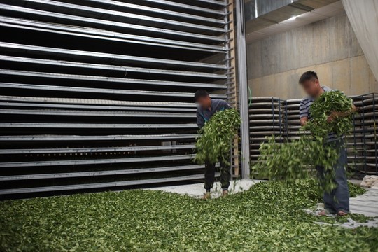 茶葉  茶葉晾曬