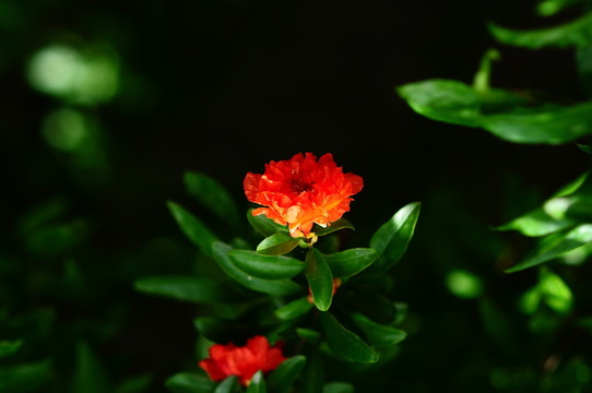 石榴花開