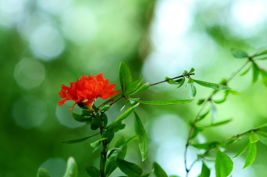石榴花開