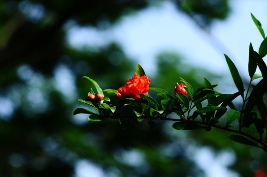 石榴花開
