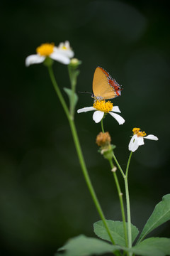 蝶戀花