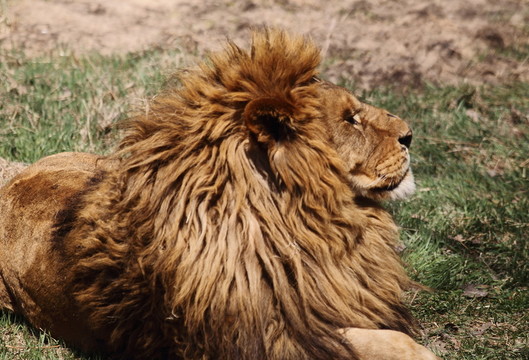 獅子