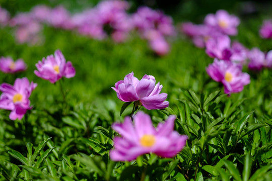 芍藥花