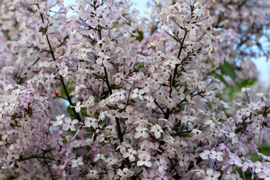 丁香花 春天 花 花卉 花朵