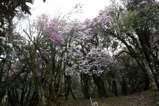 馬耳山杜鵑花