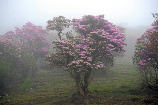 馬耳山杜鵑花