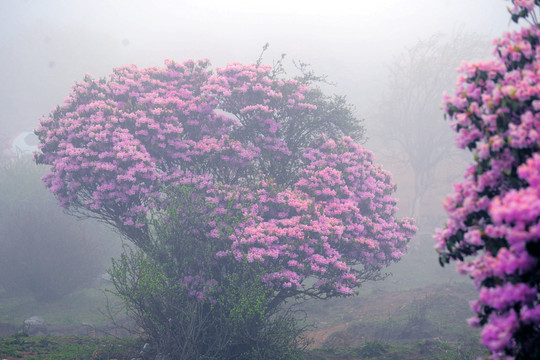 馬耳山杜鵑花