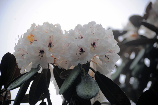 馬耳山杜鵑花