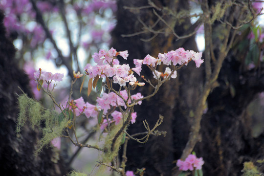馬耳山杜鵑花