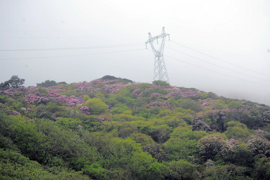 馬耳山杜鵑花