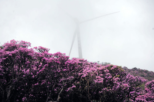 馬耳山杜鵑花