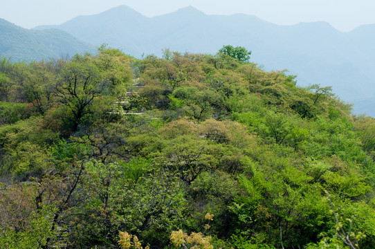 青山綠樹
