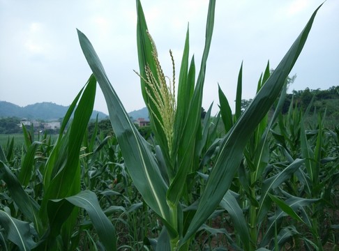 玉米花