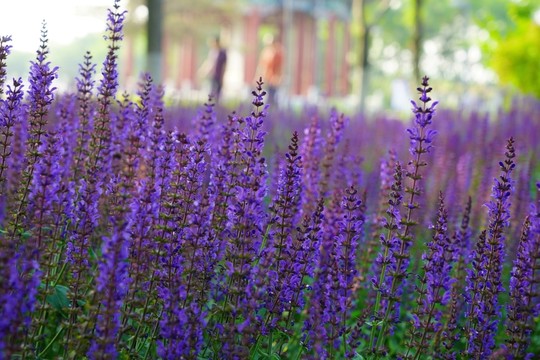 蘭花