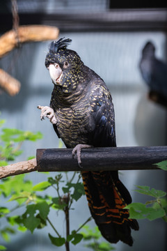 葵花鸚鵡